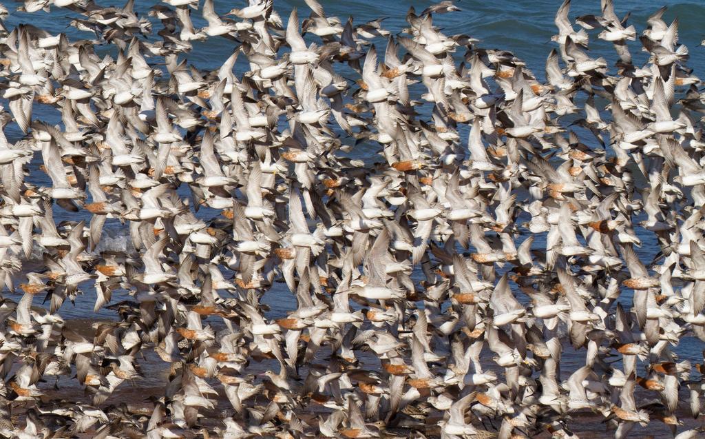 Broome Bird Observatory Екстериор снимка
