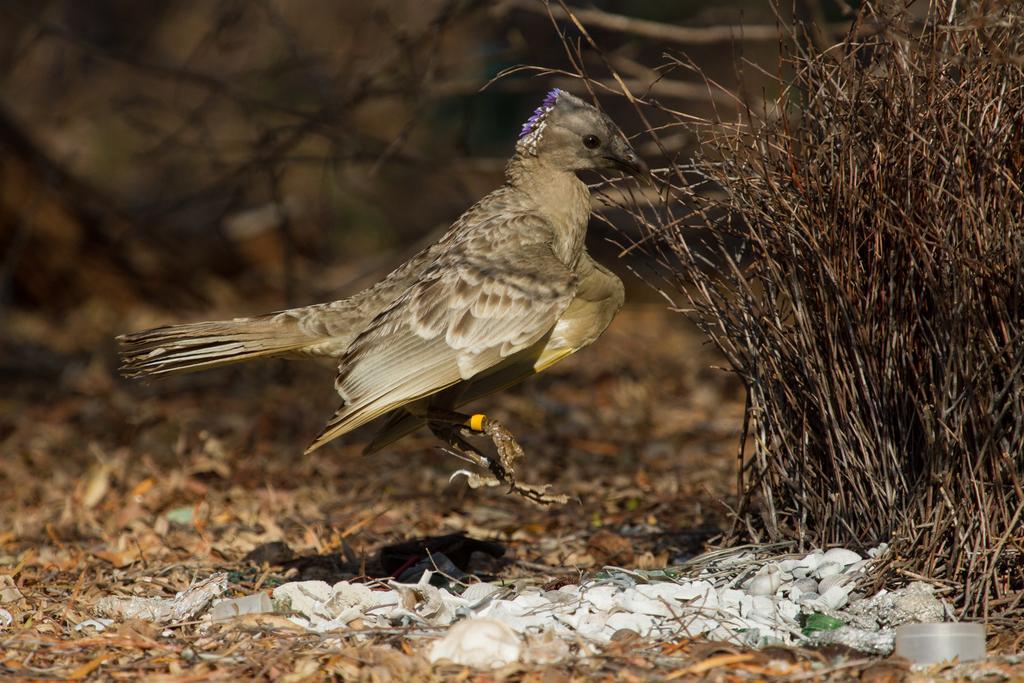 Broome Bird Observatory Екстериор снимка